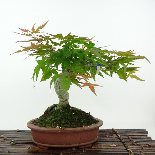 盆栽 紅葉 清玄 樹高 約18cm もみじ Acer palmatum モミジ カエデ科 落葉樹 観賞用 小品 q1204377332