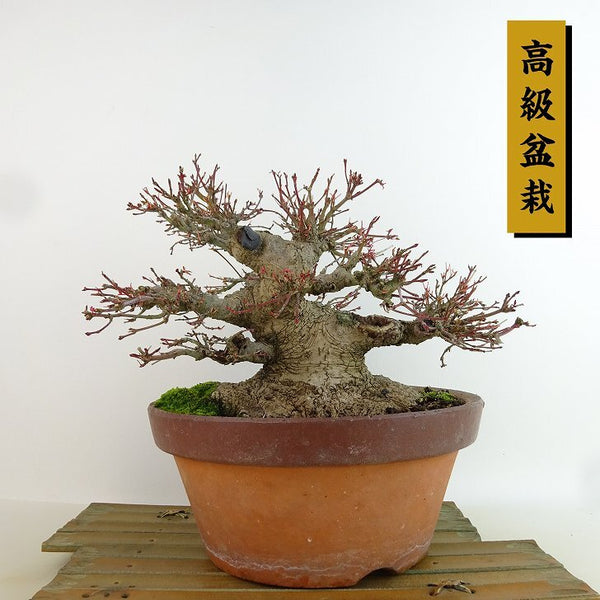盆栽 紅葉 樹高 約17cm もみじ 高級盆栽 Acer palmatum モミジ カエデ科 落葉樹 観賞用 小品 r1204362248