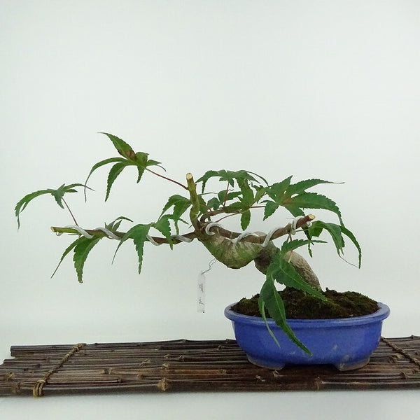 盆栽 紅葉 清玄 樹高 約20cm もみじ Acer palmatum モミジ カエデ科 落葉樹 観賞用 小品 u1204394910