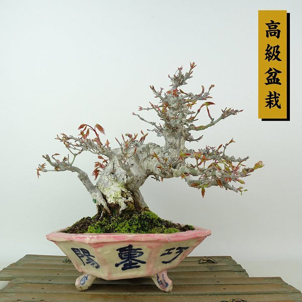 盆栽 紅葉 樹高 約17cm もみじ 高級盆栽 Acer palmatum モミジ カエデ科 落葉樹 観賞用 小品 p1204381617