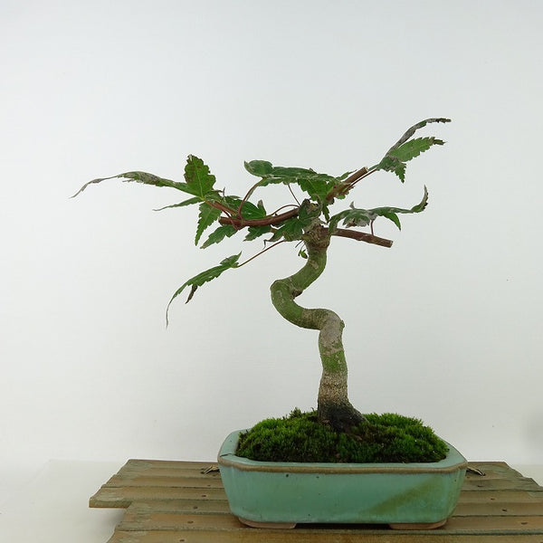 盆栽 紅葉 出猩々 樹高 約19cm もみじ Acer palmatum モミジ カエデ科 落葉樹 観賞用 小品 g1204387221