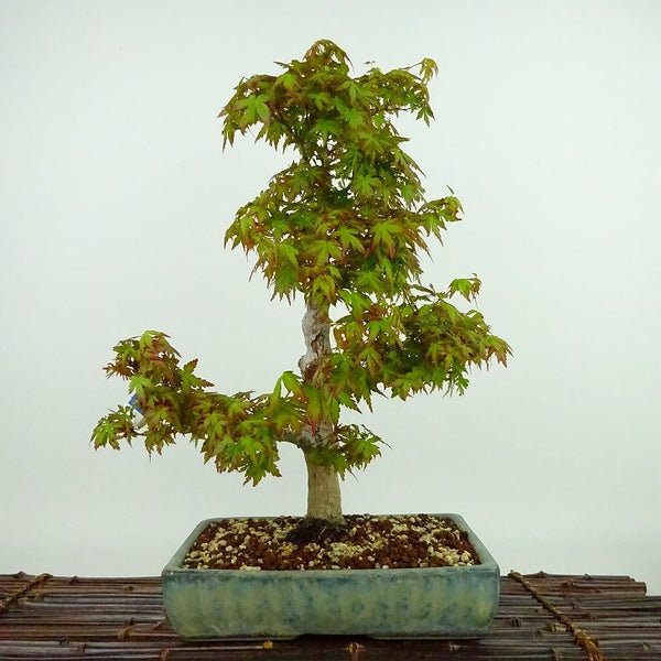 盆栽 紅葉 長良川 樹高 約38cm もみじ Acer palmatum モミジ カエデ科 落葉樹 観賞用 d1204390459