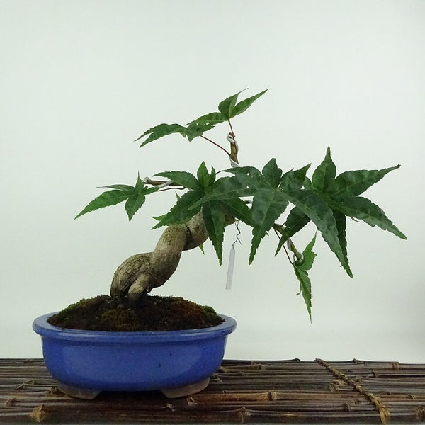 盆栽 紅葉 清玄 樹高 約23cm もみじ Acer palmatum モミジ カエデ科 落葉樹 観賞用 s1204383559