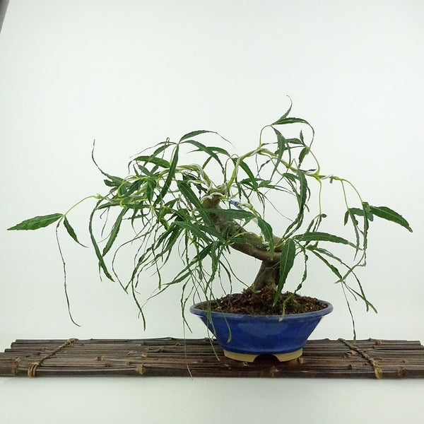 盆栽 紅葉 七五三 樹高 約23cm もみじ Acer palmatum モミジ カエデ科 落葉樹 鑑賞用 観賞用 j1204382274