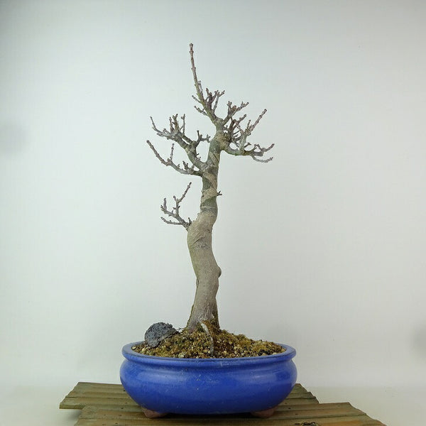 盆栽 紅葉 獅子頭 樹高 約33cm もみじ Acer palmatum モミジ シシガシラ カエデ科 落葉樹 観賞用 x1204378051