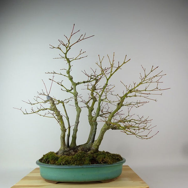 盆栽 紅葉 樹高 約48cm もみじ Acer palmatum モミジ カエデ科 落葉樹 観賞用 s1204376645