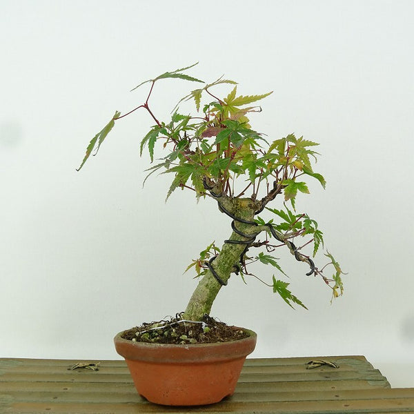 盆栽 紅葉 樹高 約18cm もみじ Acer palmatum モミジ カエデ科 落葉樹 観賞用 小品 h1204393628