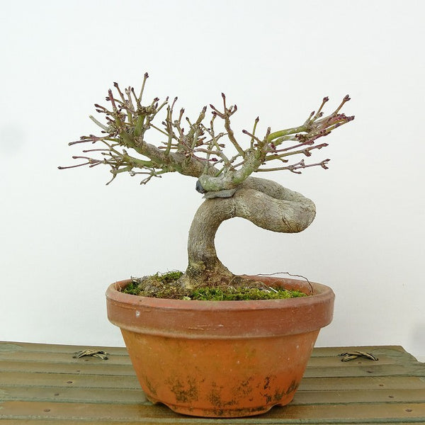 盆栽 紅葉 樹高 約11cm もみじ Acer palmatum モミジ カエデ科 落葉樹 観賞用 小品 n1204375907