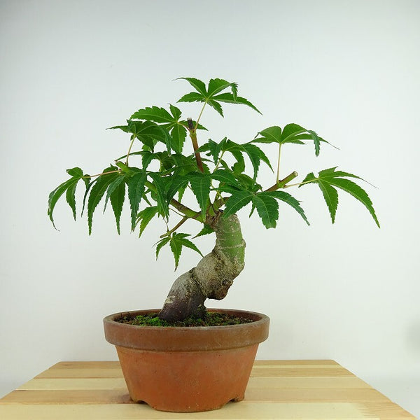 盆栽 紅葉 清玄 樹高 約23cm もみじ Acer palmatum モミジ カエデ科 落葉樹 観賞用 g1204390113