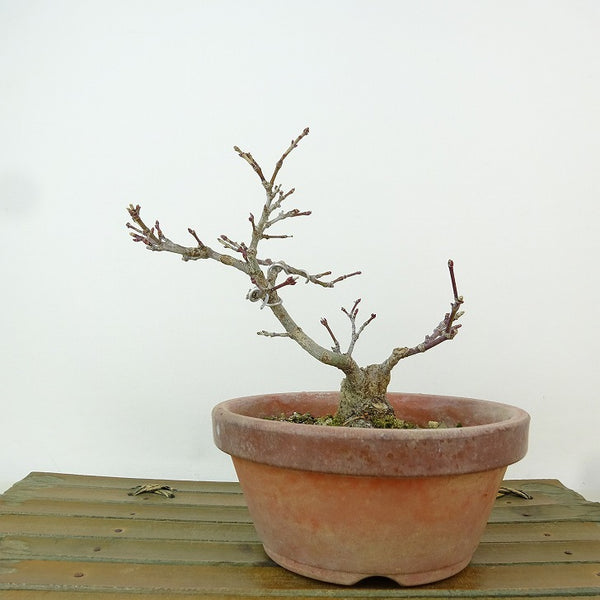 盆栽 紅葉 樹高 約10cm もみじ Acer palmatum モミジ カエデ科 落葉樹 観賞用 小品 b1204380241