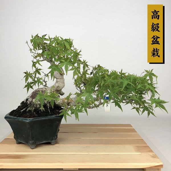 盆栽 紅葉 樹高 約20cm もみじ 高級盆栽 Acer palmatum モミジ カエデ科 落葉樹 観賞用 小品 f1204372829