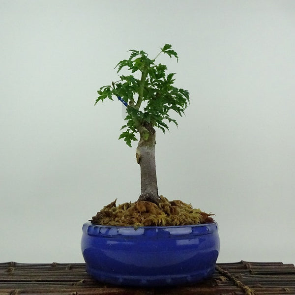 盆栽 紅葉 獅子頭 樹高 約23cm もみじ Acer palmatum モミジ シシガシラ カエデ科 落葉樹 鑑賞用 観賞用 1204363984