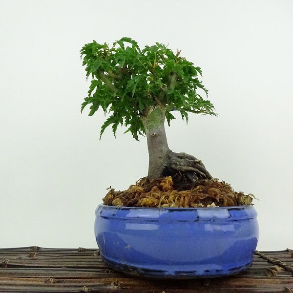 盆栽 紅葉 獅子頭 樹高 約19cm もみじ Acer palmatum モミジ シシガシラ カエデ科 落葉樹 鑑賞用 観賞用 小品 g1204387024