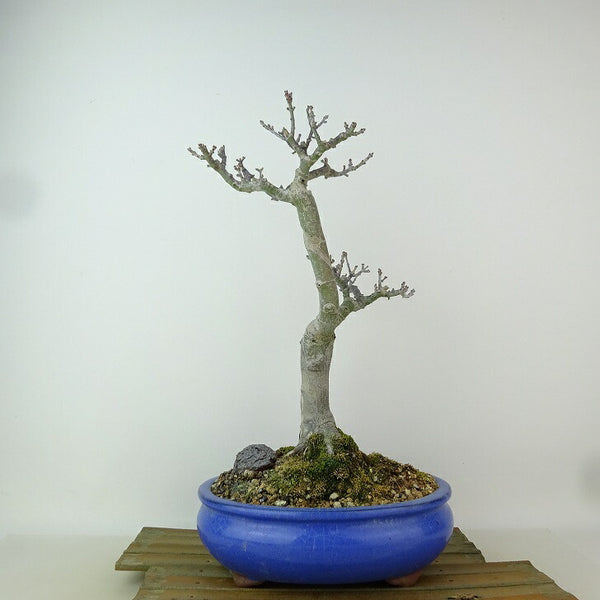 盆栽 紅葉 獅子頭 樹高 約32cm もみじ Acer palmatum モミジ シシガシラ カエデ科 落葉樹 観賞用 m1204374959