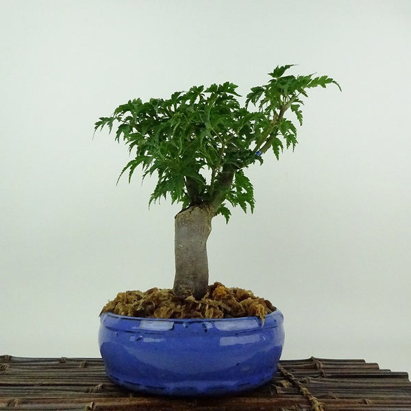盆栽 紅葉 獅子頭 樹高 約21cm もみじ Acer palmatum モミジ シシガシラ カエデ科 落葉樹 鑑賞用 観賞用 e1204372595