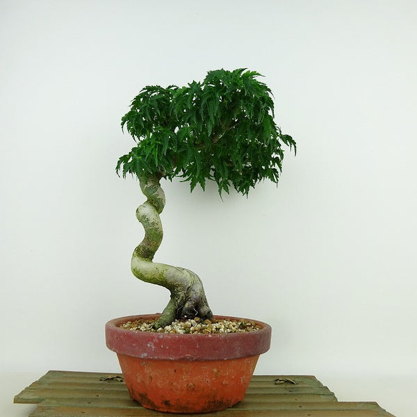 盆栽 紅葉 獅子頭 樹高 約25cm もみじ Acer palmatum モミジ シシガシラ カエデ科 落葉樹 観賞用 q1204371144