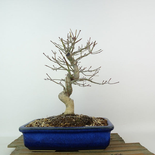 盆栽 紅葉 樹高 約24cm もみじ Acer palmatum モミジ カエデ科 落葉樹 観賞用 1204360699