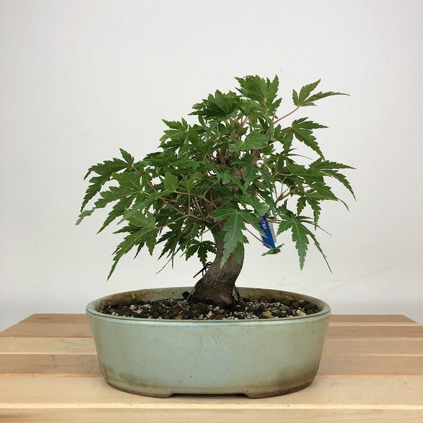 盆栽 紅葉 樹高 約16cm もみじ Acer palmatum モミジ カエデ科 落葉樹 鑑賞用 観賞用 小品 p1204378831