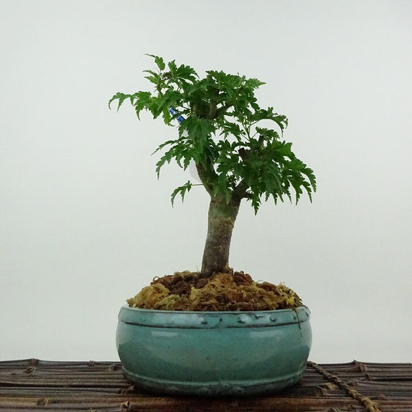 盆栽 紅葉 獅子頭 樹高 約21cm もみじ Acer palmatum モミジ シシガシラ カエデ科 落葉樹 鑑賞用 観賞用 d1204391303