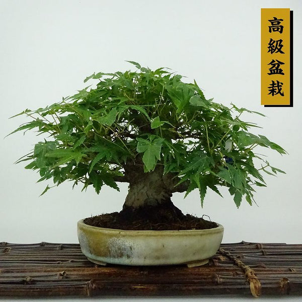 盆栽 紅葉 樹高 約15cm もみじ 高級盆栽 Acer palmatum モミジ カエデ科 落葉樹 観賞用 小品 p1204384605