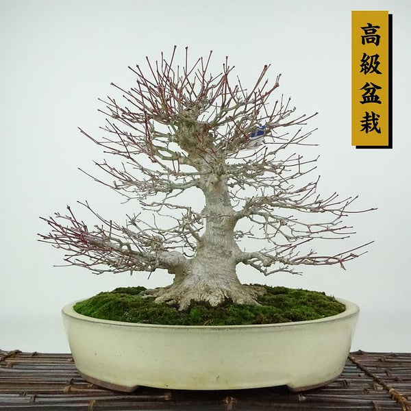 盆栽 紅葉 樹高 約26cm もみじ 高級盆栽 Acer palmatum モミジ カエデ科 落葉樹 観賞用 g1204385035