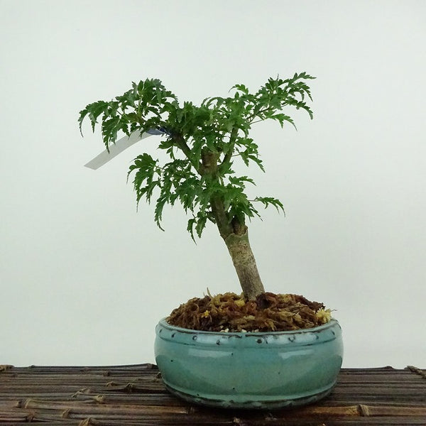 盆栽 紅葉 獅子頭 樹高 約21cm もみじ Acer palmatum モミジ シシガシラ カエデ科 落葉樹 鑑賞用 観賞用 h1204395365