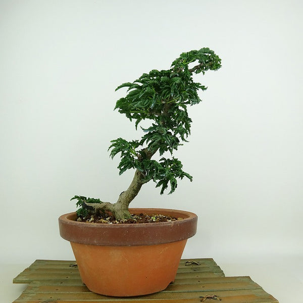 盆栽 紅葉 獅子頭 樹高 21cm もみじ Acer palmatum モミジ シシガシラ カエデ科 落葉樹 観賞用 p1204380722