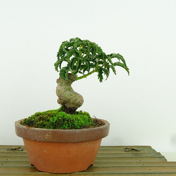 盆栽 紅葉 獅子頭 樹高 約11cm もみじ Acer palmatum モミジ シシガシラ カエデ科 落葉樹 観賞用 小品 j1204383468