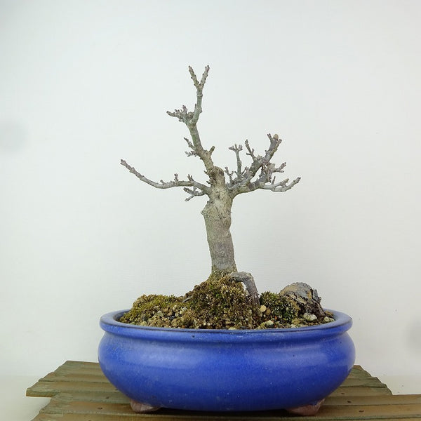 盆栽 紅葉 獅子頭 樹高 約19cm もみじ Acer palmatum モミジ シシガシラ カエデ科 落葉樹 観賞用 小品 p1204382273