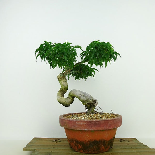盆栽 紅葉 獅子頭 樹高 約19cm もみじ Acer palmatum モミジ シシガシラ カエデ科 落葉樹 観賞用 小品 m1204373129