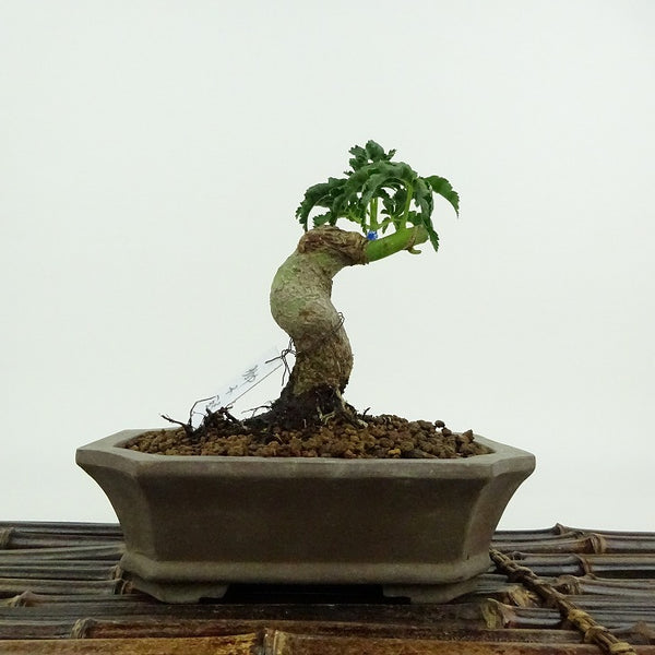 盆栽 紅葉 獅子頭 樹高 約11cm もみじ Acer palmatum モミジ エデ科 落葉樹 鑑賞用 観賞用 小品 b1204385862