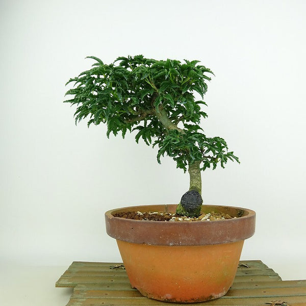盆栽 紅葉 獅子頭 樹高 21cm もみじ Acer palmatum モミジ シシガシラ カエデ科 落葉樹 観賞用 o1204386996