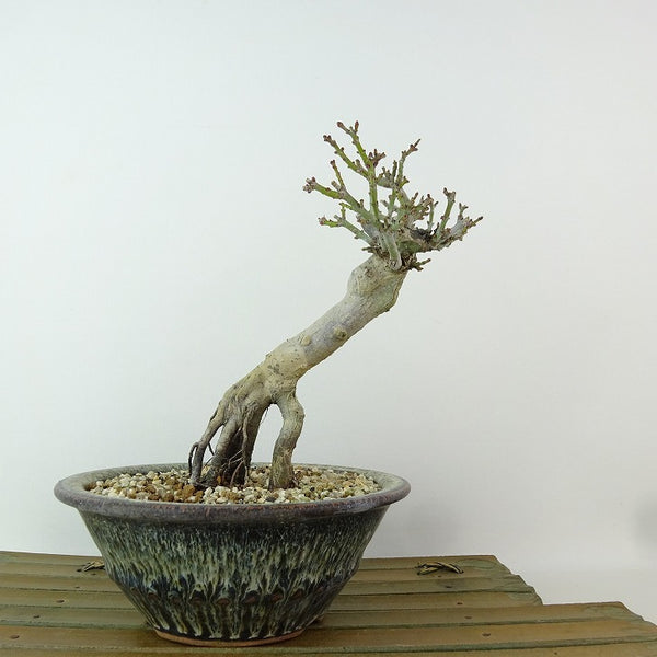 盆栽 紅葉 獅子頭 樹高 約15cm もみじ Acer palmatum モミジ シシガシラ 根上り カエデ科 落葉樹 観賞用 小品 s1204380077