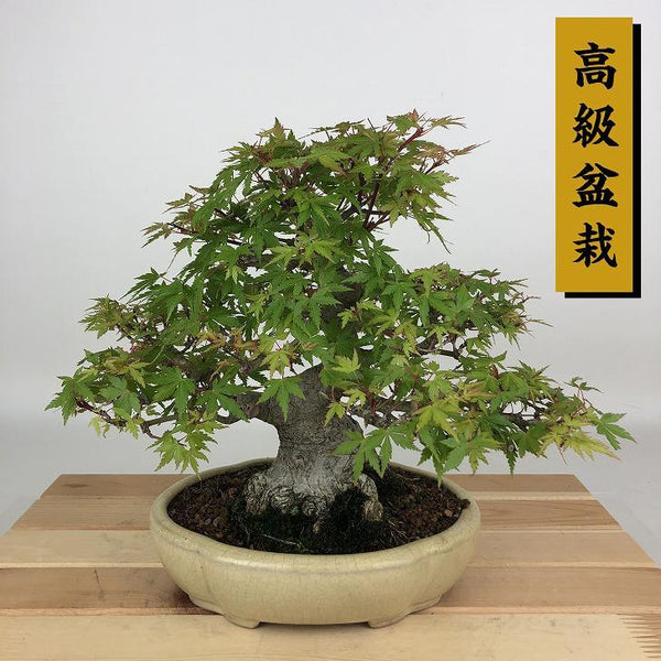 盆栽 紅葉 樹高 約21cm もみじ 高級盆栽 Acer palmatum モミジ カエデ科 落葉樹 観賞用 w1204369747