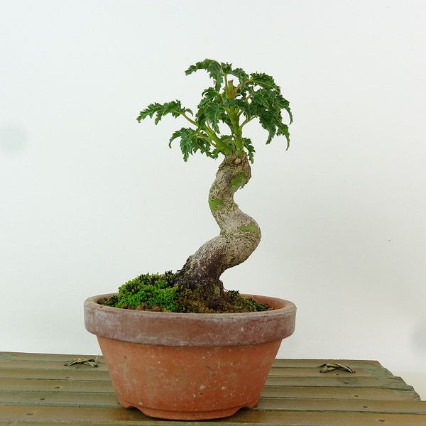 盆栽 紅葉 獅子頭 樹高 約13cm もみじ Acer palmatum モミジ シシガシラ カエデ科 落葉樹 観賞用 小品 q1204380909
