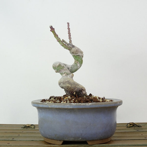 盆栽 紅葉 獅子頭 樹高 約12cm もみじ Acer palmatum モミジ シシガシラ カエデ科 落葉樹 観賞用 小品 w1204372330