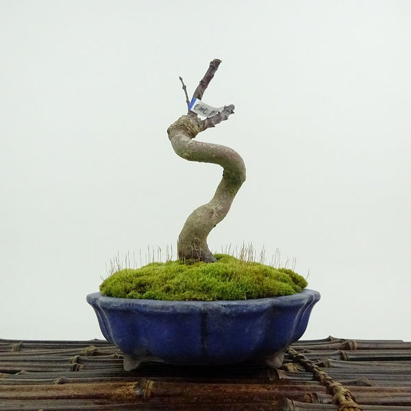 盆栽 紅葉 置霜 樹高 約15cm もみじ Acer palmatum モミジ カエデ科 落葉樹 観賞用 小品 b1204387851