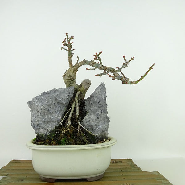 盆栽 紅葉 獅子頭 樹高 約20cm もみじ Acer palmatum モミジ シシガシラ 石付き カエデ科 落葉樹 観賞用 小品 t1204370884