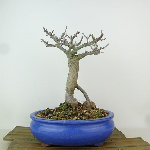 盆栽 紅葉 獅子頭 樹高 約22cm もみじ Acer palmatum モミジ シシガシラ カエデ科 落葉樹 観賞用 l1204376775