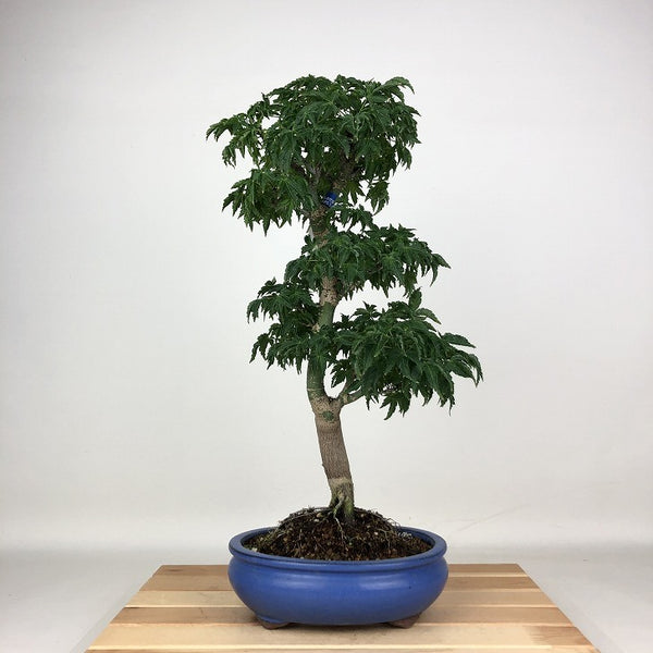 盆栽 紅葉 獅子頭 樹高 約42cm もみじ Acer palmatum モミジ シシガシラ カエデ科 落葉樹 鑑賞用 観賞用 s1204384951