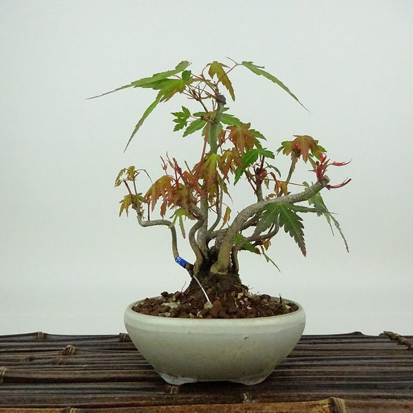盆栽 紅葉 樹高 約16cm もみじ Acer palmatum モミジ カエデ科 落葉樹 観賞用 小品 c1204375526