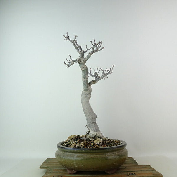 盆栽 紅葉 獅子頭 樹高 約33cm もみじ Acer palmatum モミジ シシガシラ カエデ科 落葉樹 観賞用 w1204375462