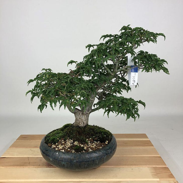 盆栽 紅葉 獅子頭 樹高 約25cm もみじ Acer palmatum モミジ シシガシラ カエデ科 落葉樹 観賞用 e1204376731