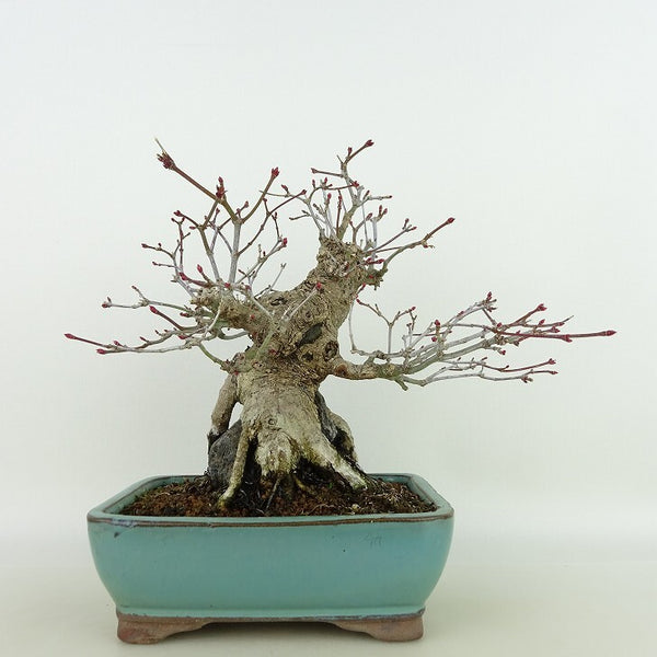 盆栽 紅葉 樹高 約17cm もみじ Acer palmatum モミジ 石付き カエデ科 落葉樹 観賞用 小品 c1204376376