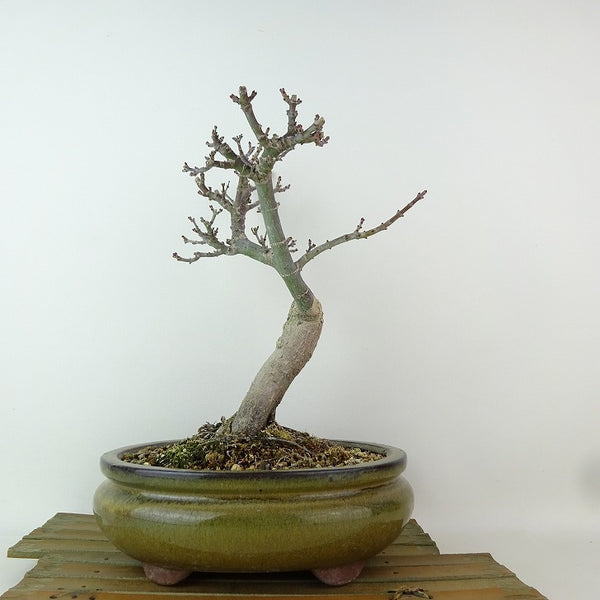 盆栽 紅葉 獅子頭 樹高 約25cm もみじ Acer palmatum モミジ シシガシラ カエデ科 落葉樹 観賞用 b1204381833