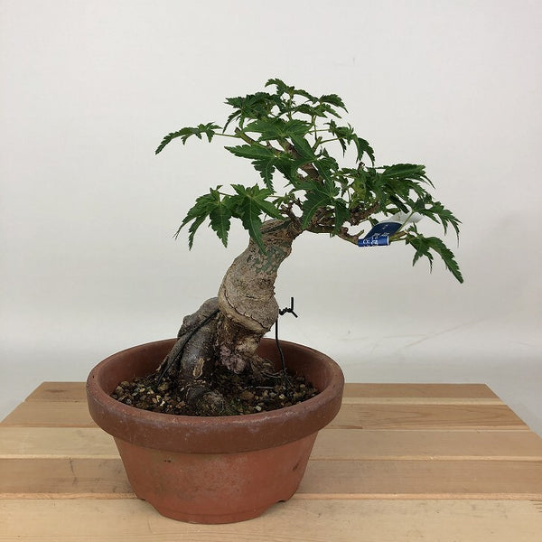 盆栽 紅葉 獅子頭 樹高 約16cm もみじ Acer palmatum モミジ シシガシラ カエデ科 落葉樹 観賞用 小品 b1204385713