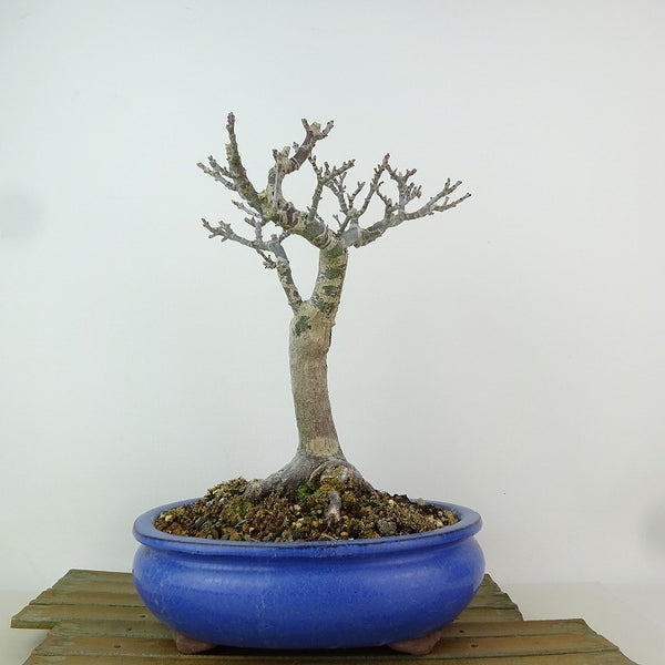 盆栽 紅葉 獅子頭 樹高 約22cm もみじ Acer palmatum モミジ シシガシラ カエデ科 落葉樹 観賞用 v1204403571