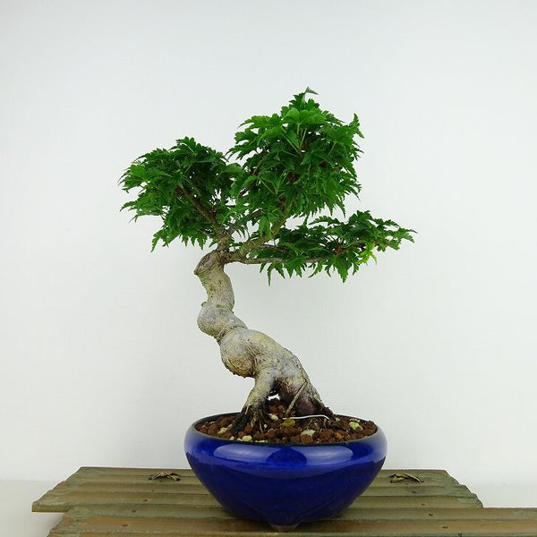 盆栽 紅葉 獅子頭 樹高 約20cm もみじ Acer palmatum モミジ シシガシラ カエデ科 落葉樹 観賞用 小品 h1204389695