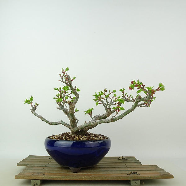 盆栽 紅葉 獅子頭 樹高 約14cm もみじ Acer palmatum モミジ シシガシラ カエデ科 落葉樹 観賞用 小品 w1204373328