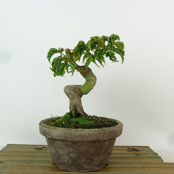盆栽 紅葉 獅子頭 樹高 約13cm もみじ Acer palmatum モミジ シシガシラ カエデ科 落葉樹 観賞用 小品 k1204372439